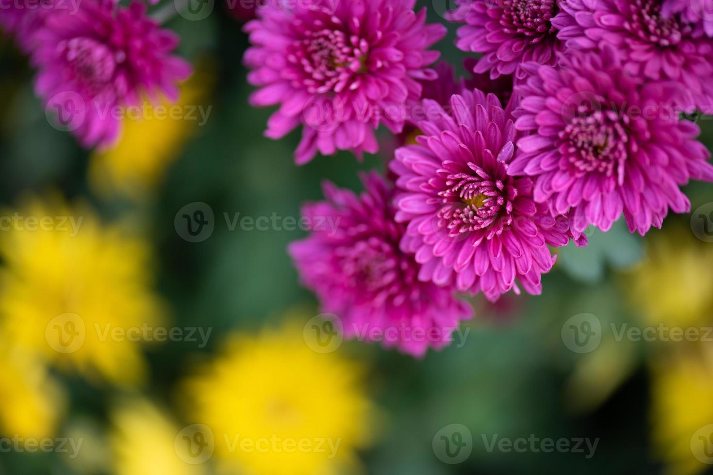 i crisantemi viola più piccoli nel parco sono su uno sfondo verde scuro foto