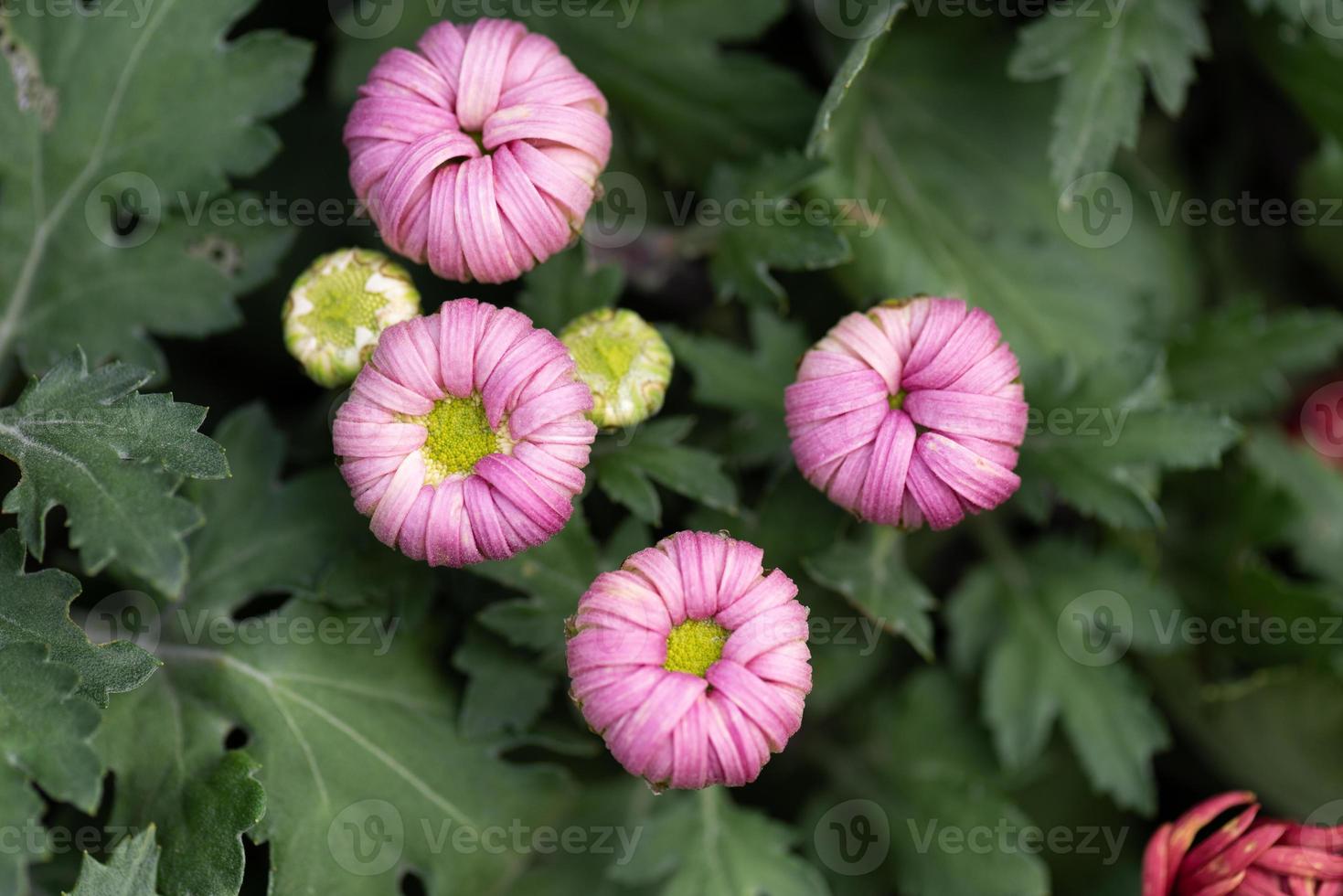 grandi crisantemi viola nel parco foto