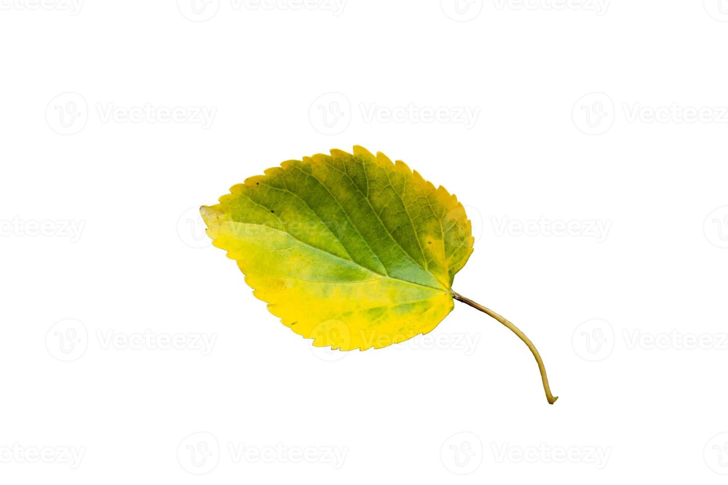 bellissima foglia verde naturale con 3 diversi tipi di sfondo foto