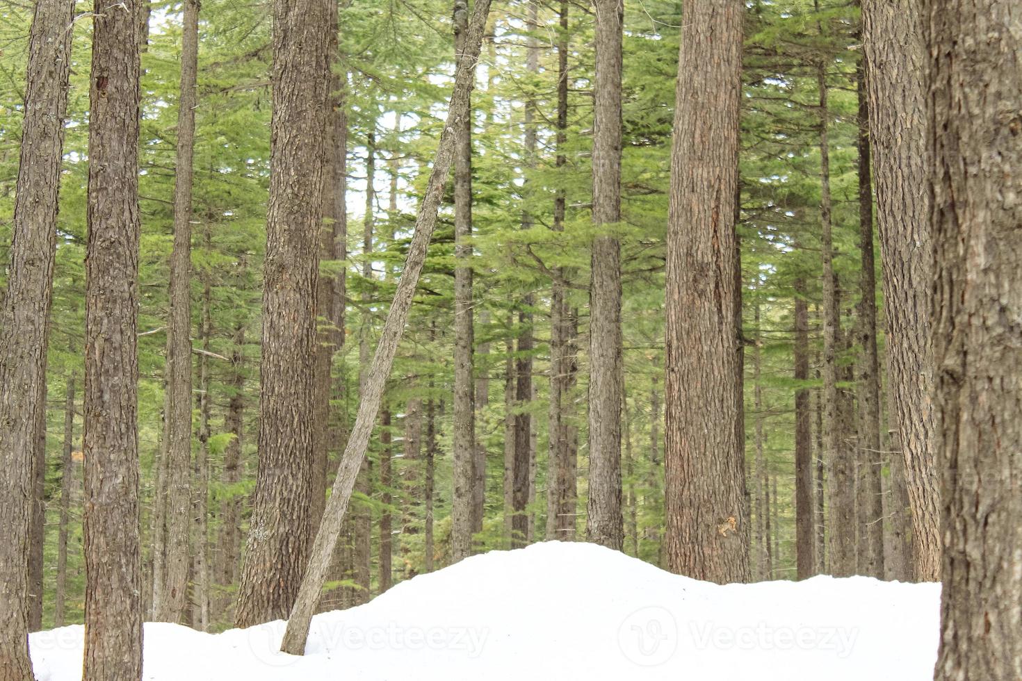 paesaggio del paesaggio della foresta di usho kalam swat foto