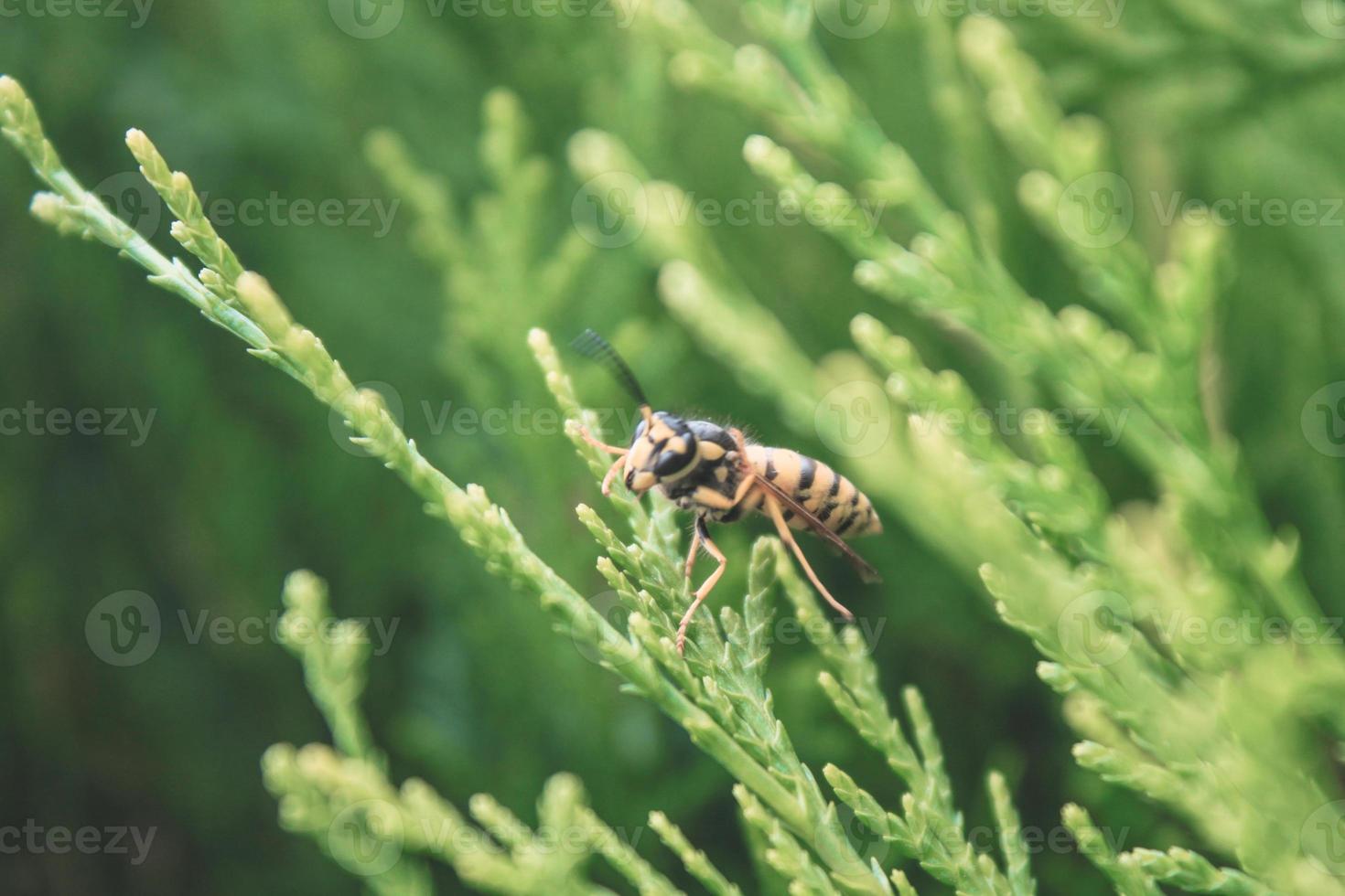 primo piano naturale bella arbovitae foto