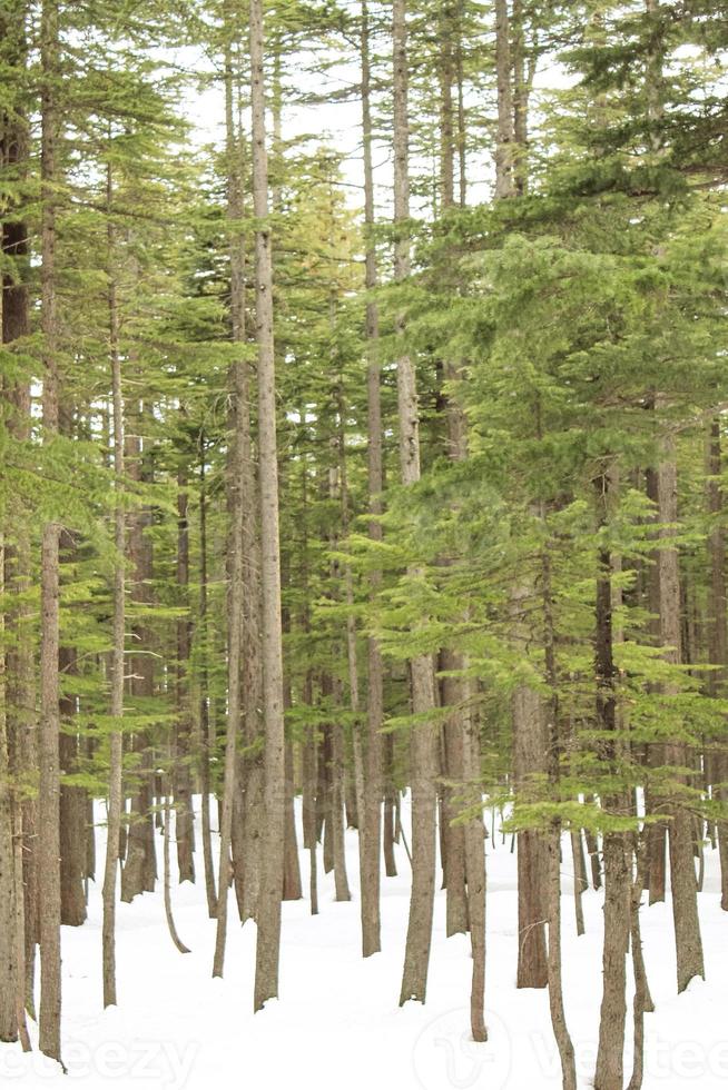 paesaggio del paesaggio della foresta di usho kalam swat foto