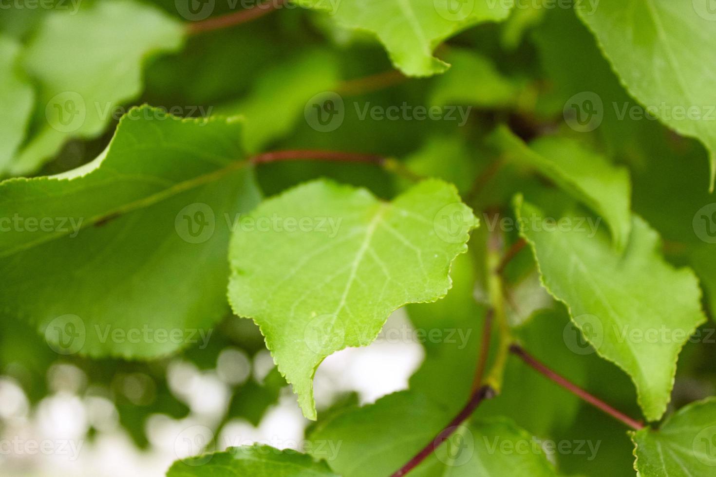 primo piano naturale bellissimo fiore foto