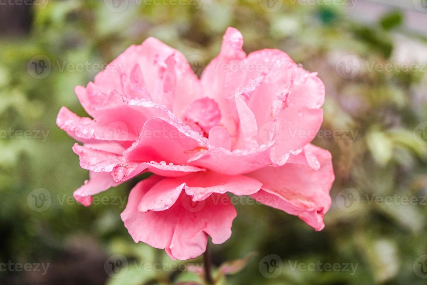 primo piano naturale bellissimo fiore foto