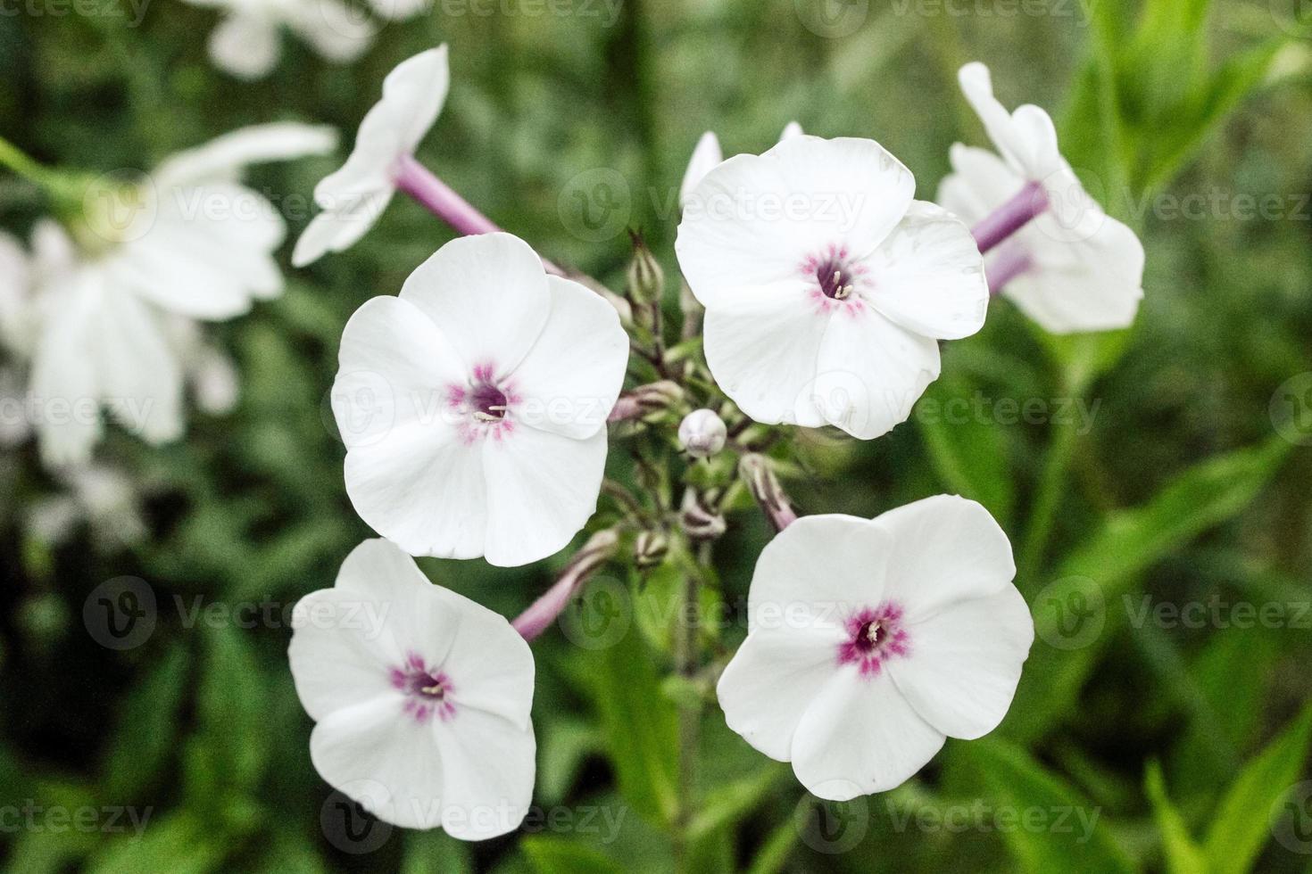 primo piano naturale bellissimo fiore foto