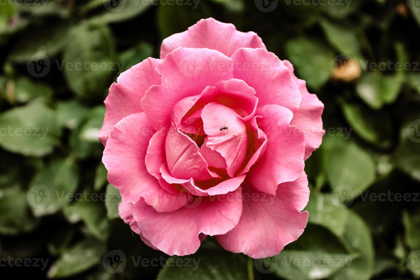 primo piano naturale bellissimo fiore foto