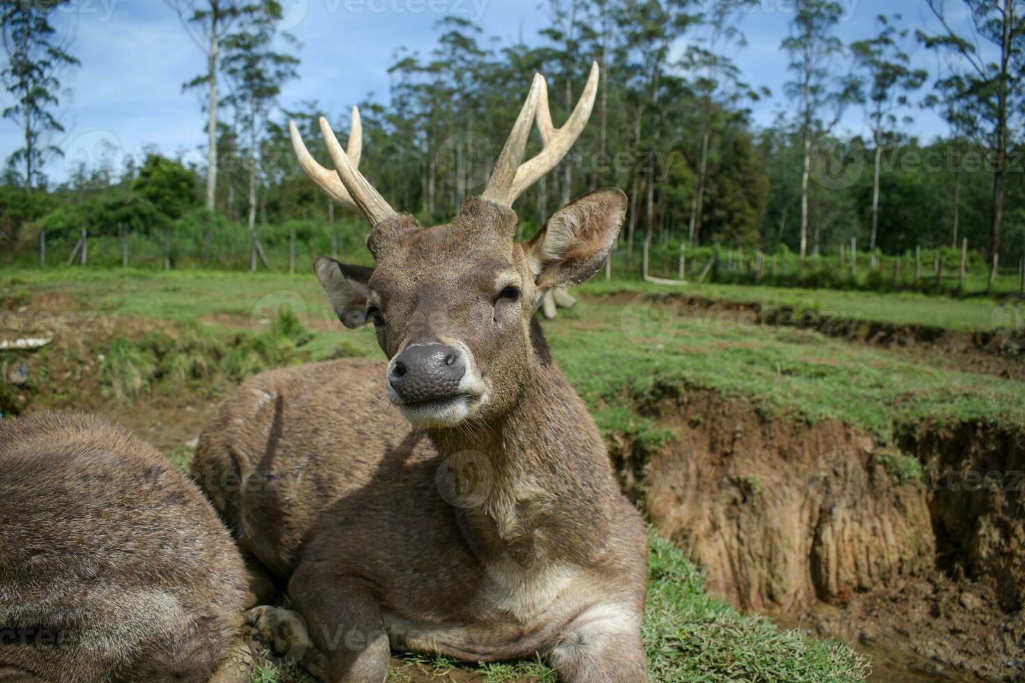 cervo nel ranca upas parco, ciwidey, bandung foto