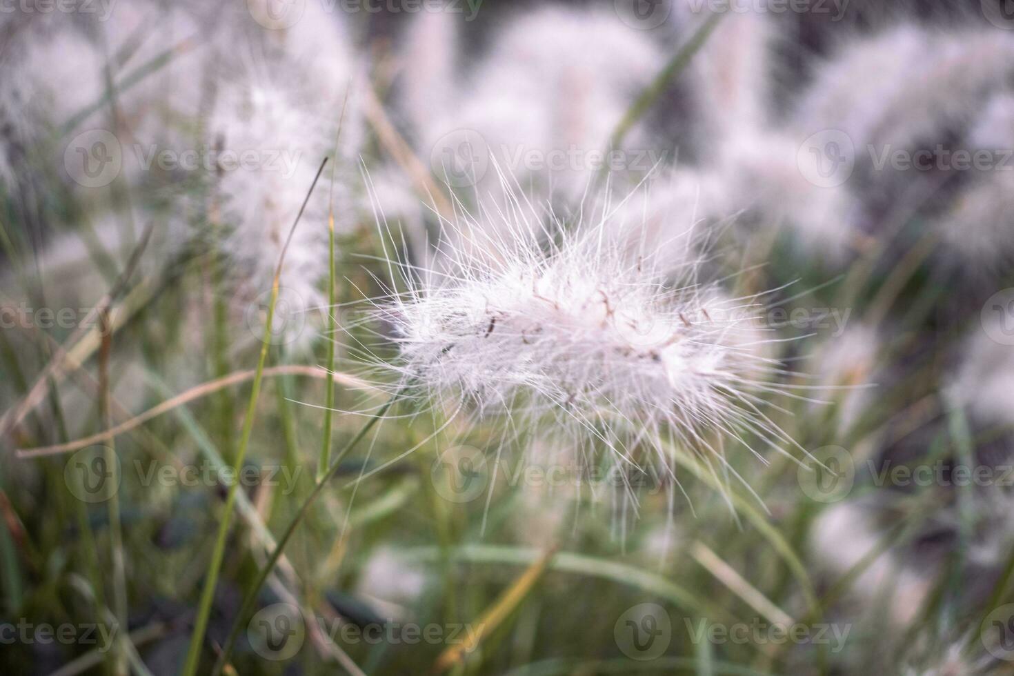 vicino su bianca cotone prato erba foto. bianca lagurus ovato fiori manifesto. floreale carta. foto