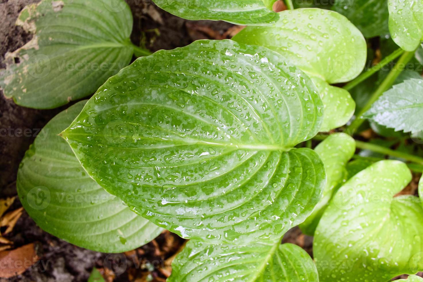 primo piano naturale bellissimo fiore foto