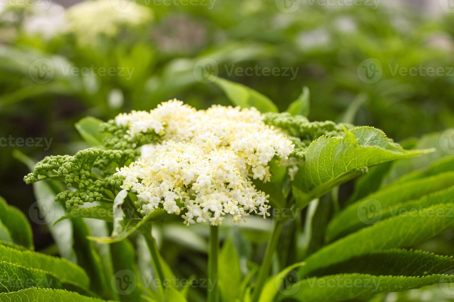 primo piano naturale bellissimo fiore foto