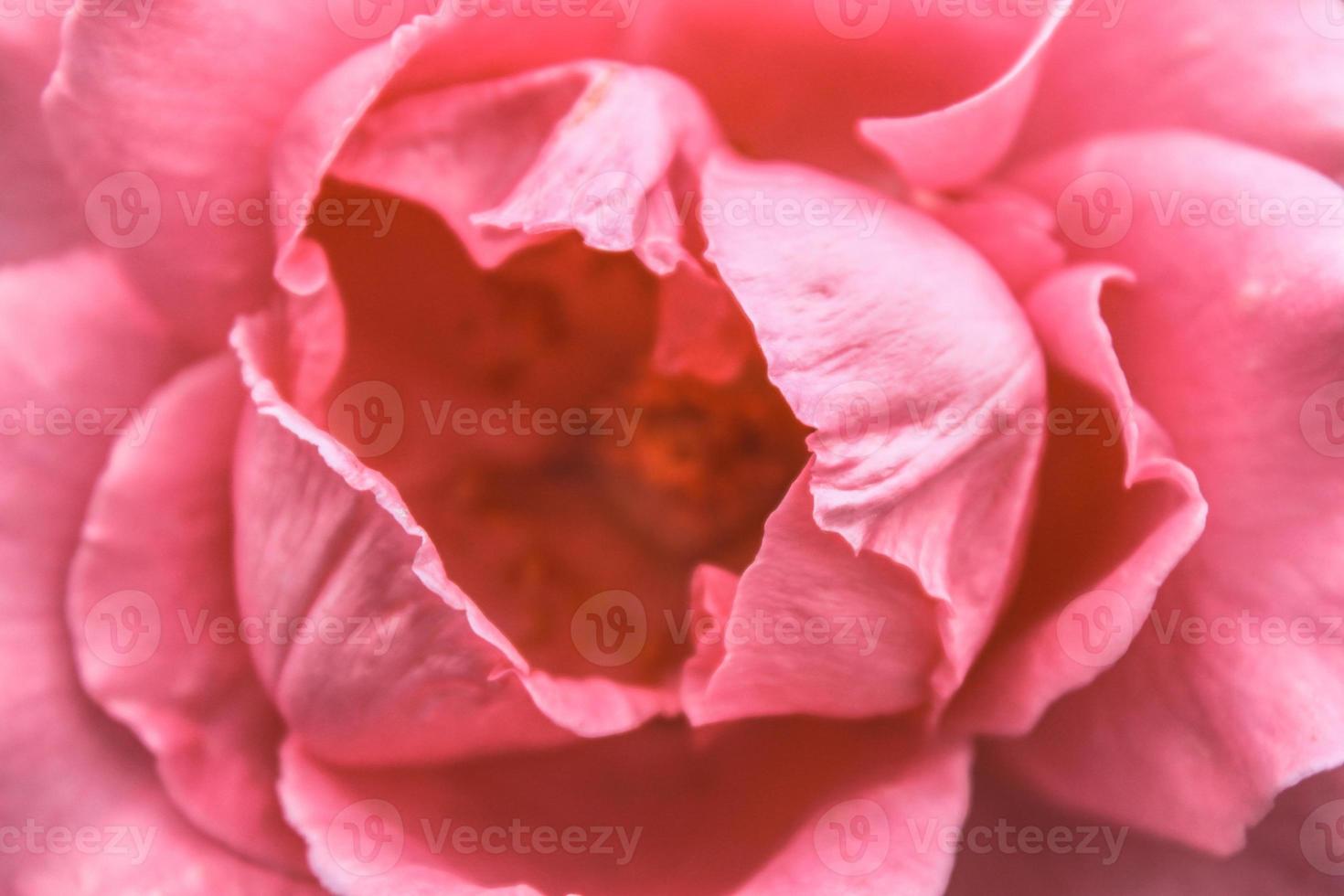 primo piano naturale bellissimo fiore foto