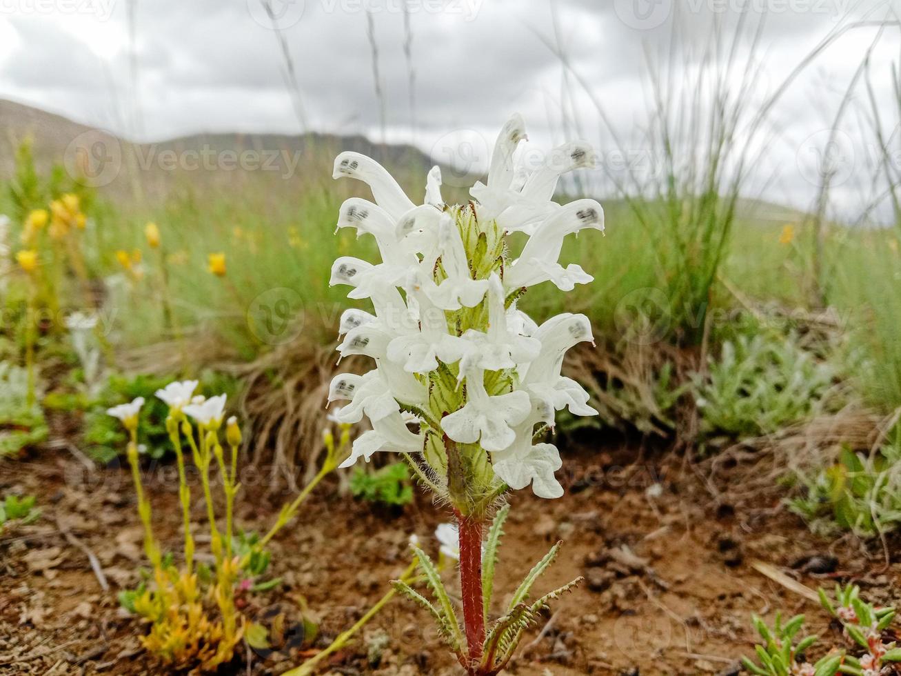 fiori del parco nazionale deosai foto