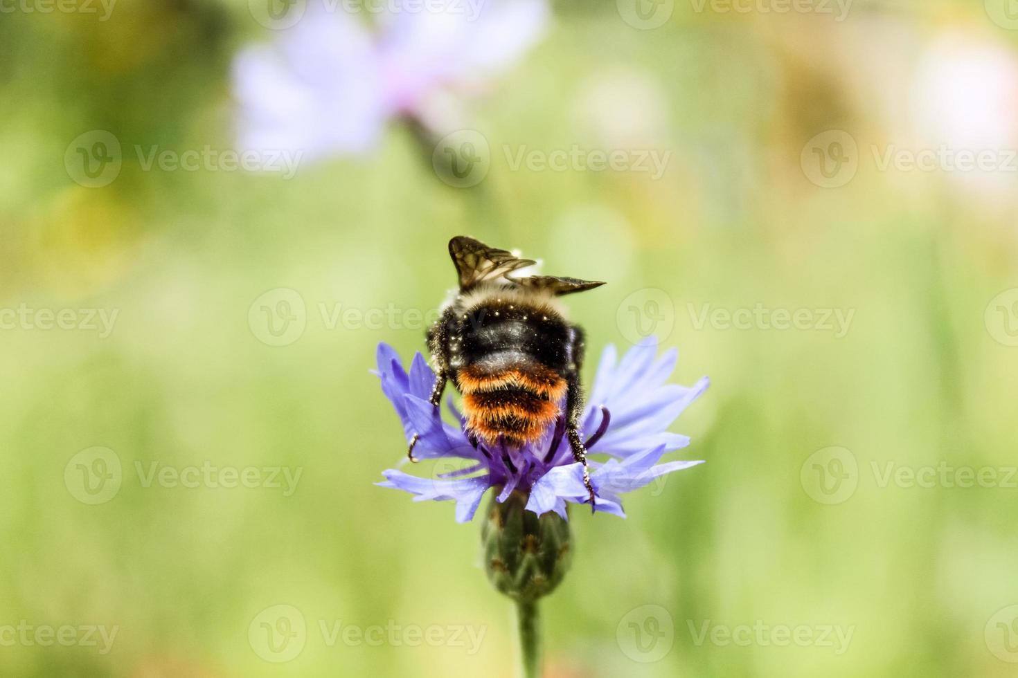 primo piano naturale bellissimo fiore foto