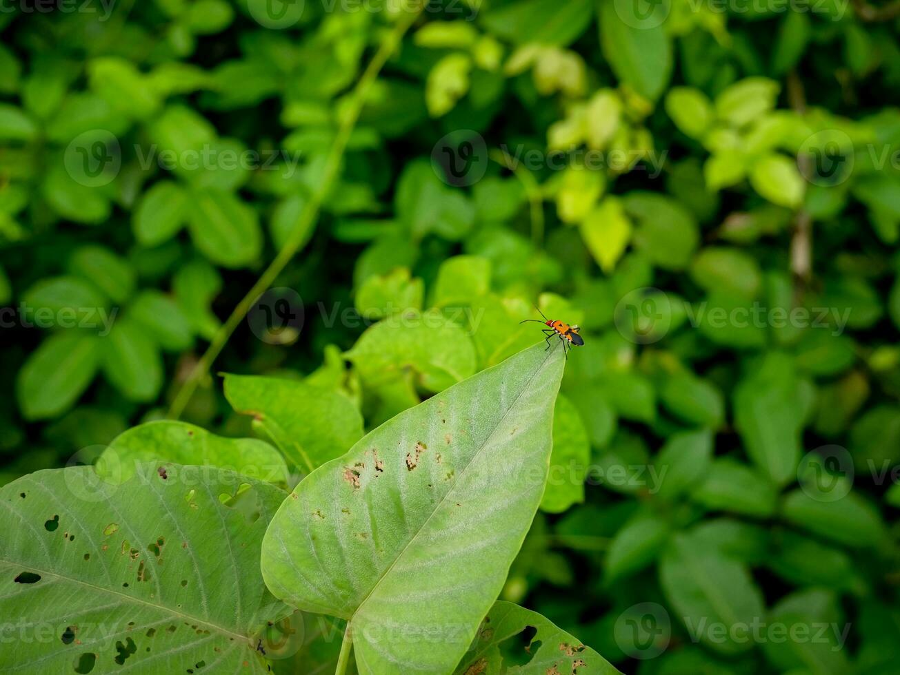 dysdercus cingulatus quello si siede su le foglie foto