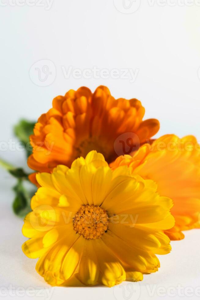 calendola officinalis fiori su bianca sfondo, asteracee, calendule foto