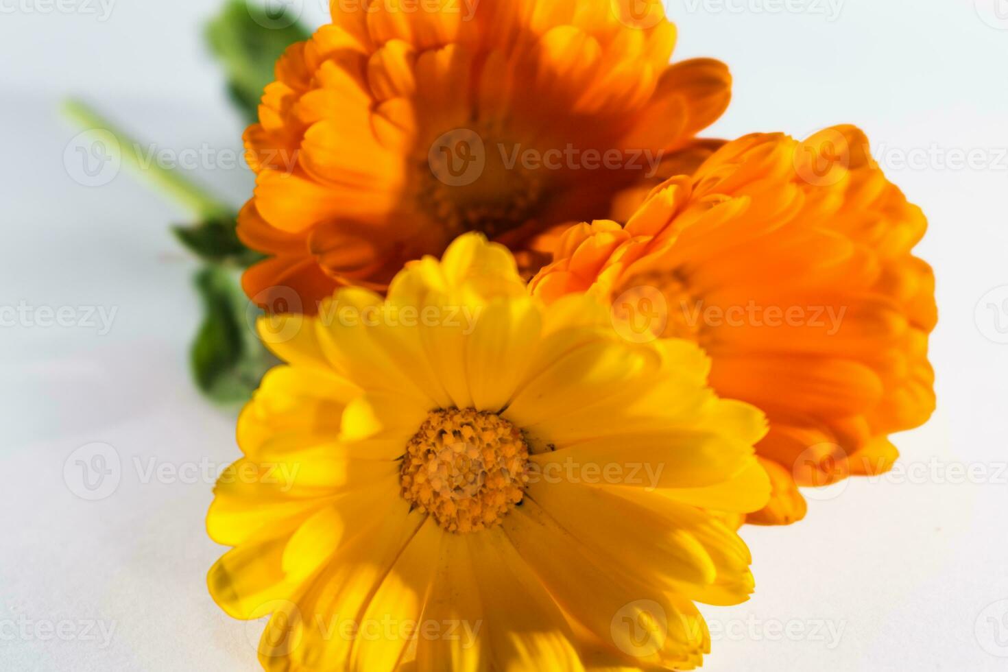 calendola officinalis fiori su bianca sfondo, asteracee, calendule foto