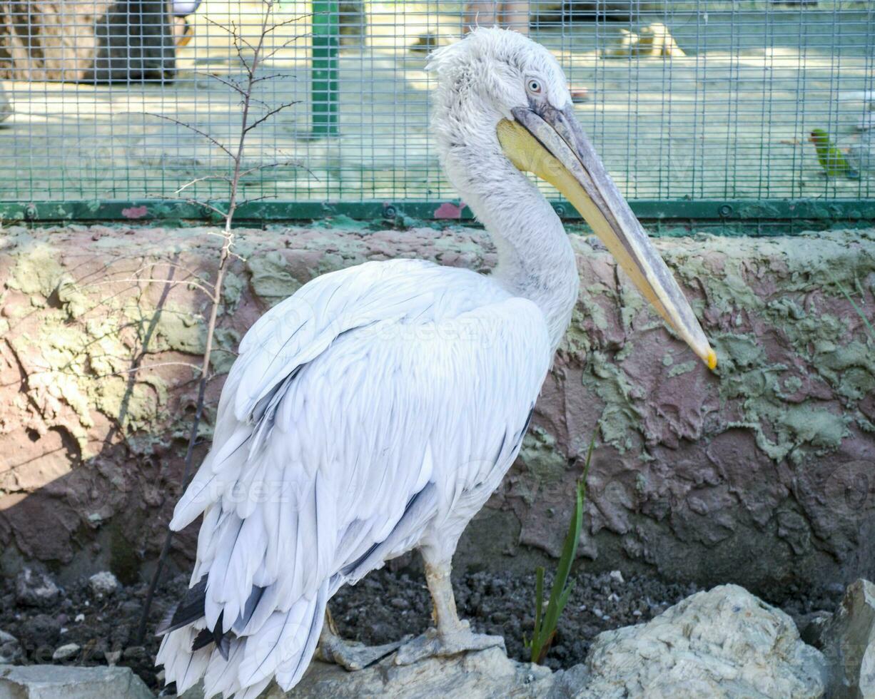 bianca pellicano a il zoo. uccelli acquatici con grande becco foto