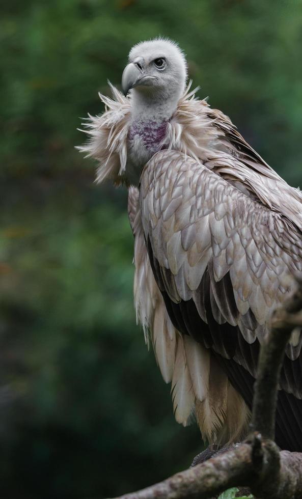 avvoltoio himalayano sul ramo foto