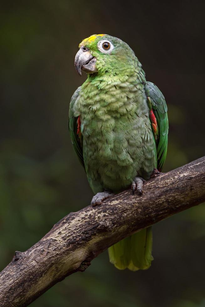 amazzonia farinosa meridionale foto