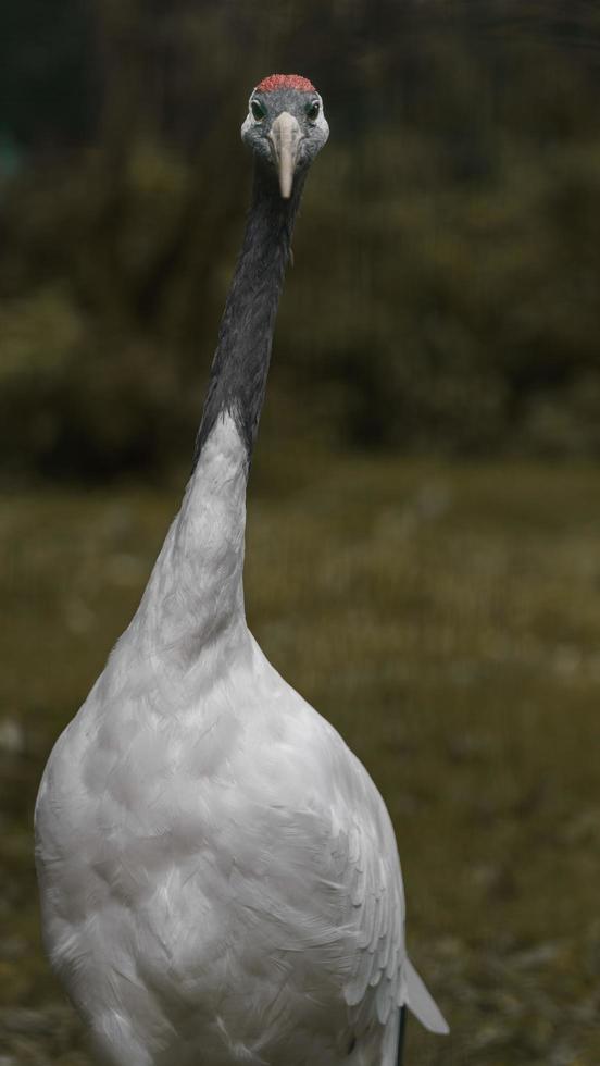 gru coronata rossa foto