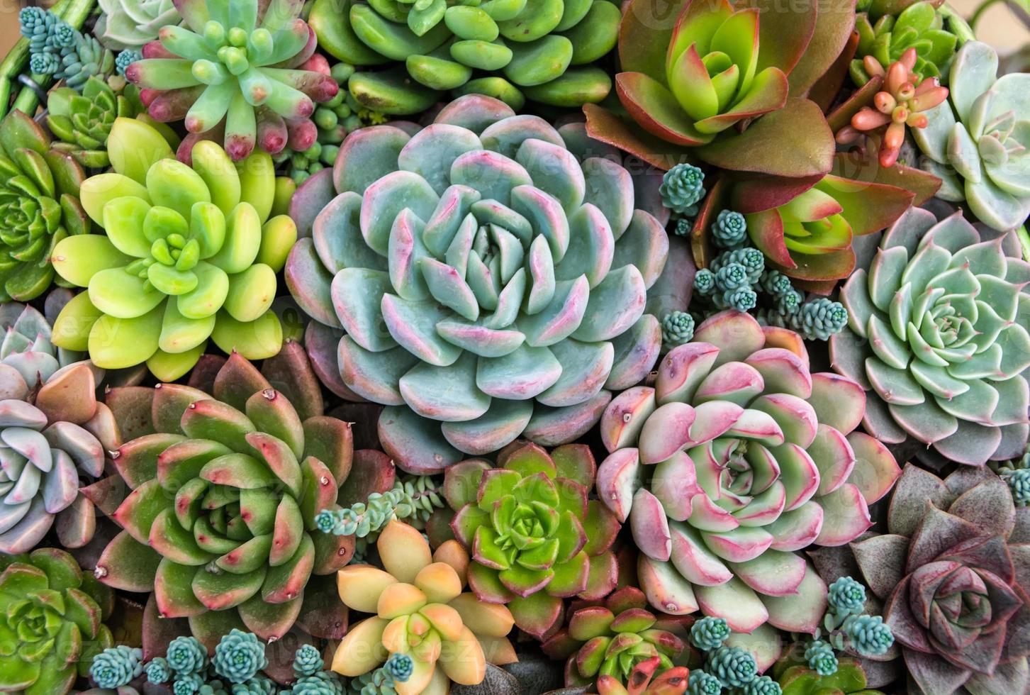 disposizione rettangolare di piante grasse cactus succulente astratto foto