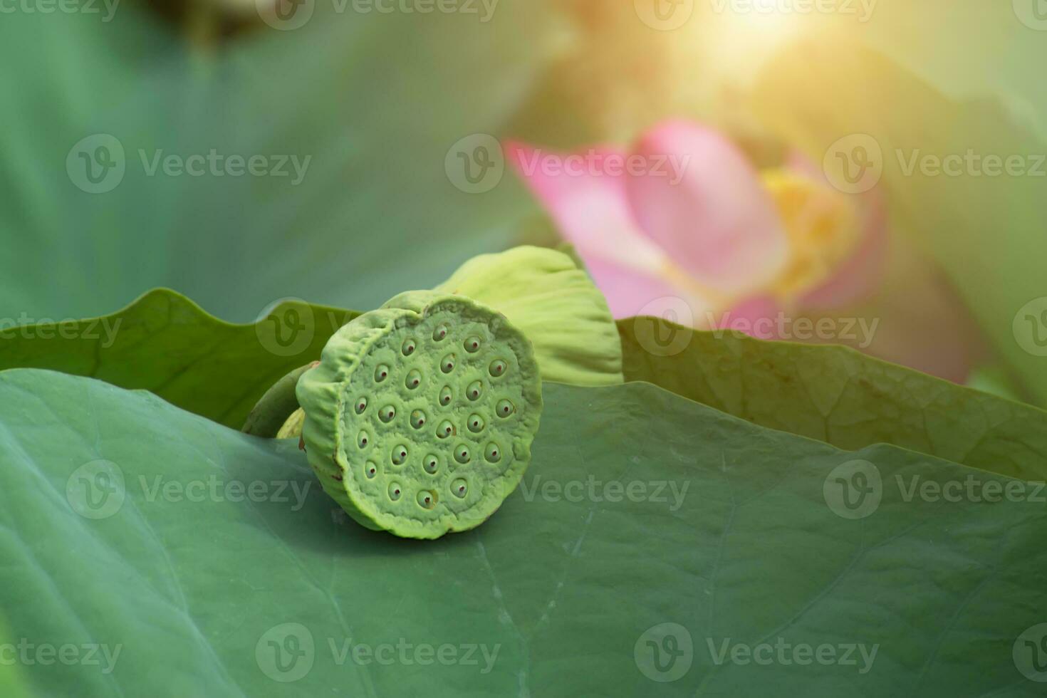 baccelli e semi di loto fiore. foto