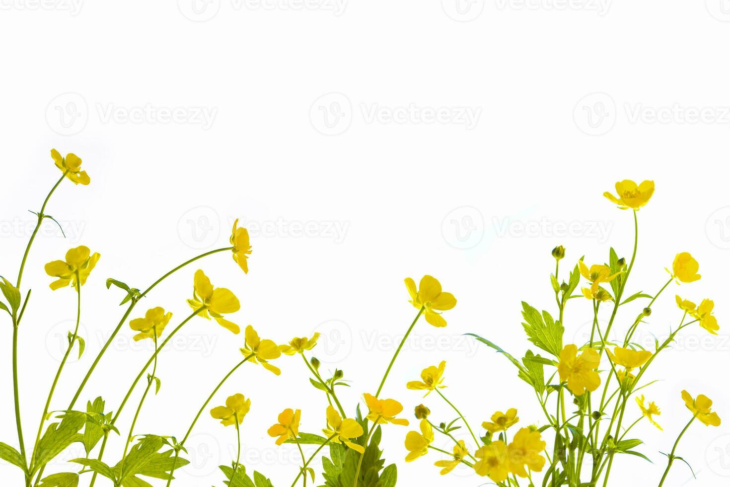 ranuncolo giallo fiori di campo isolato su sfondo bianco. foto