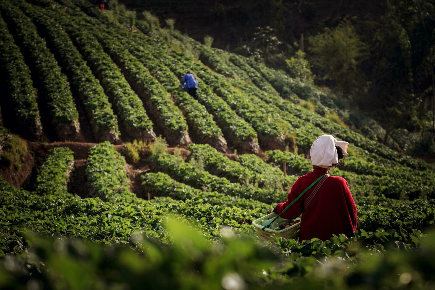 settentrionale collina tribù raccolta fragola nel azienda agricola a alto montagna di chiang Mai settentrionale di Tailandia foto