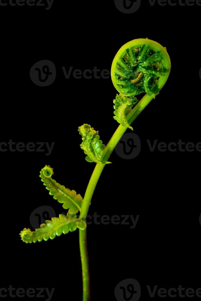 freschezza verde foglia di felce su sfondo nero foto