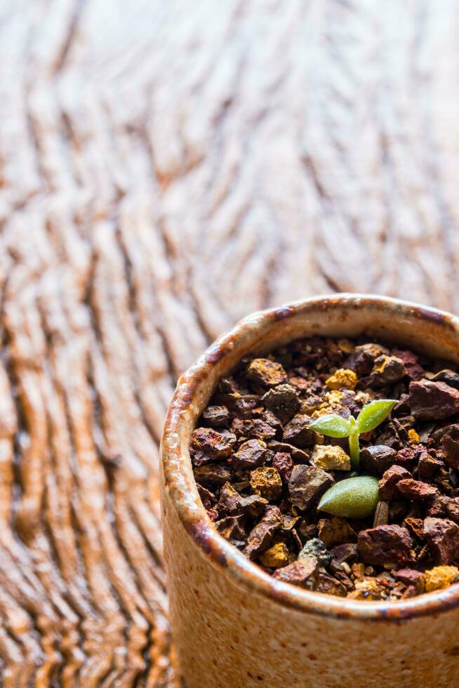 germoglio foglia di piccolo succulento pianta in crescita su il laterite tomba foto