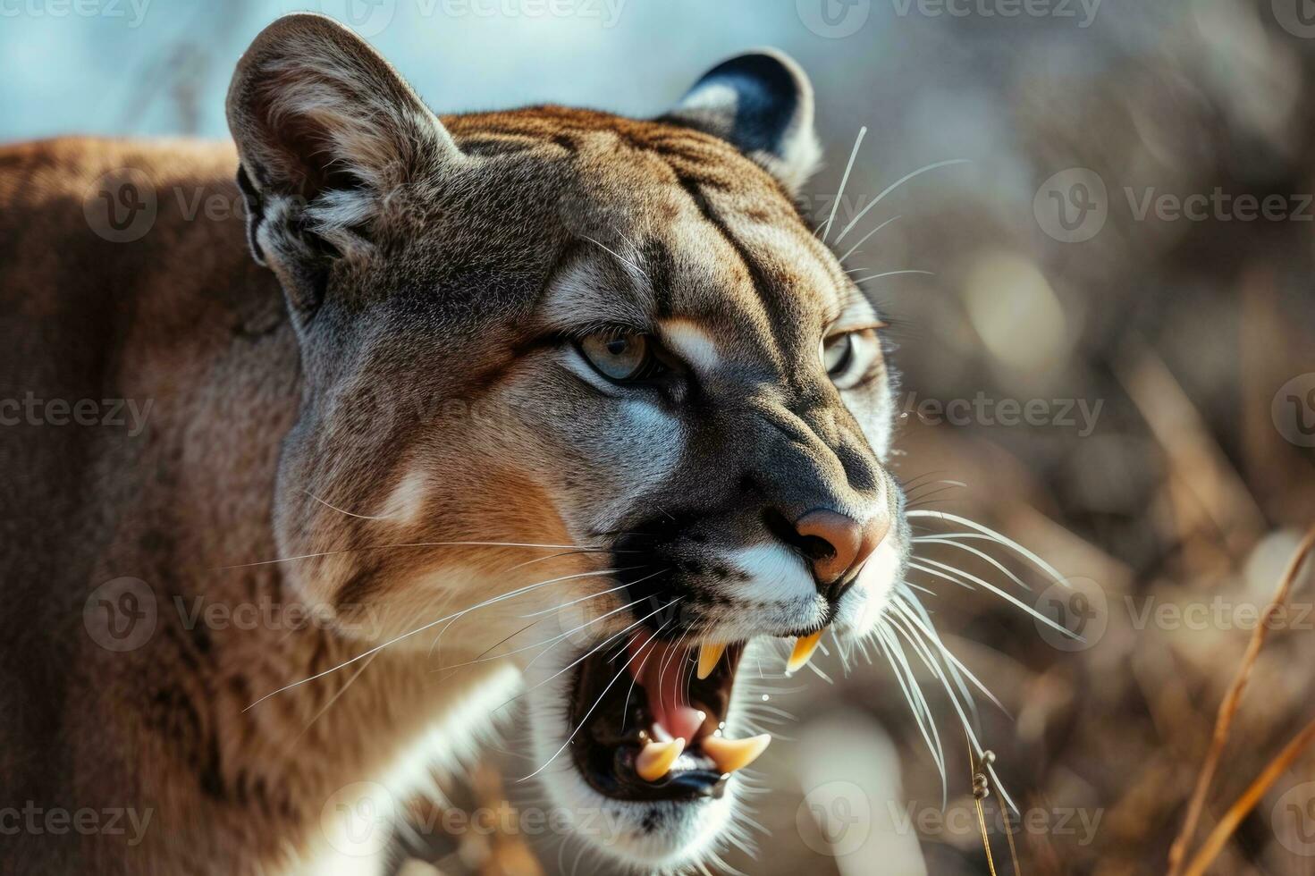 ai generato ruggente Puma o montagna Leone cacce suo preda foto