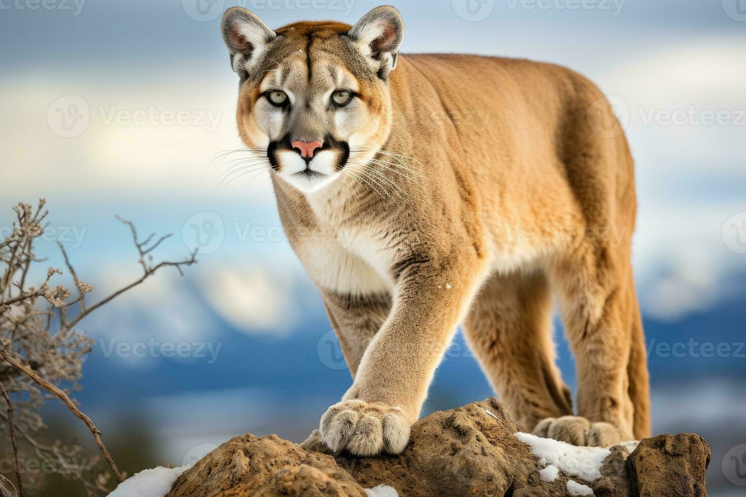 ai generato un' maestoso Puma su foto