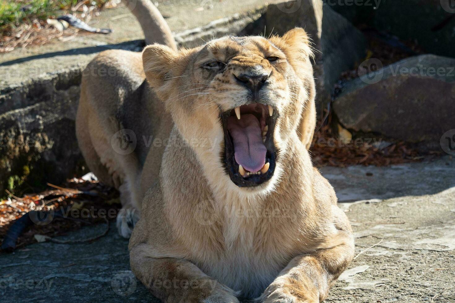 asiatico leonessa. un' criticamente in via di estinzione specie. foto