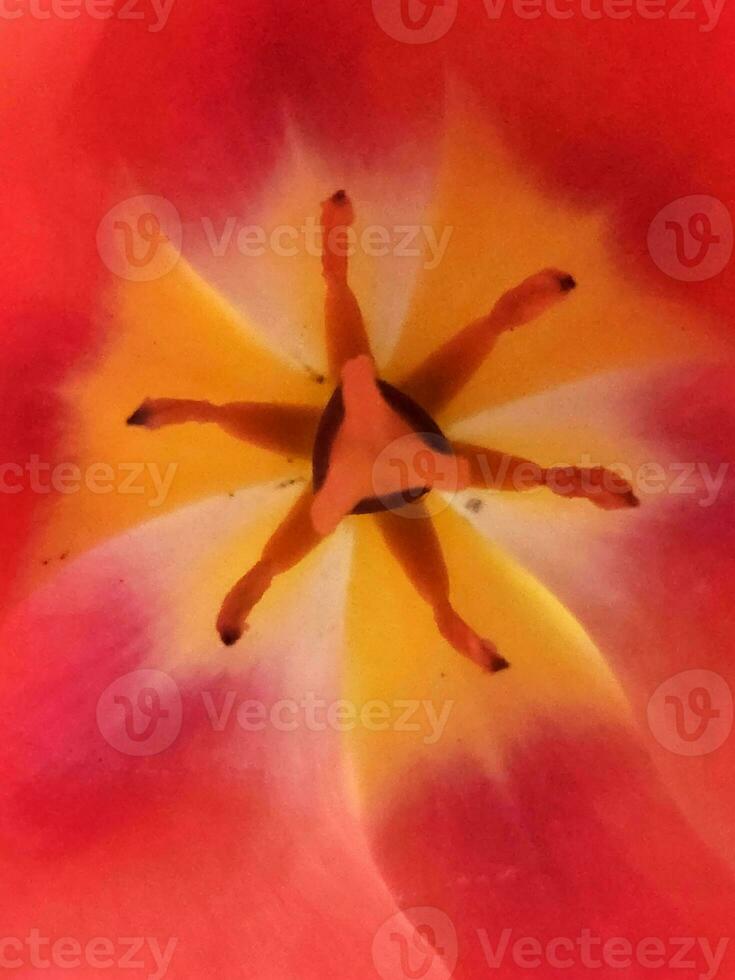 tulipano fiore. tulipano fiore vicino su. floreale sfondo per postale foto