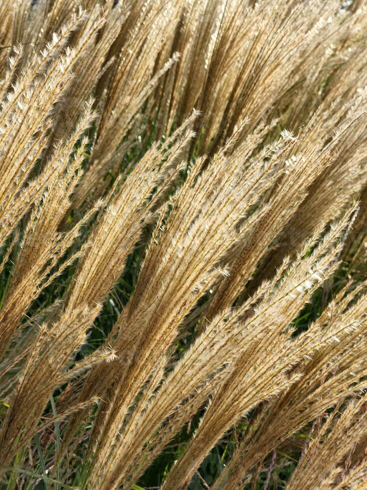 paesaggio pianta. steli di un' paesaggio pianta. floreale sfondo a partire dal il steli di un' campo pianta foto