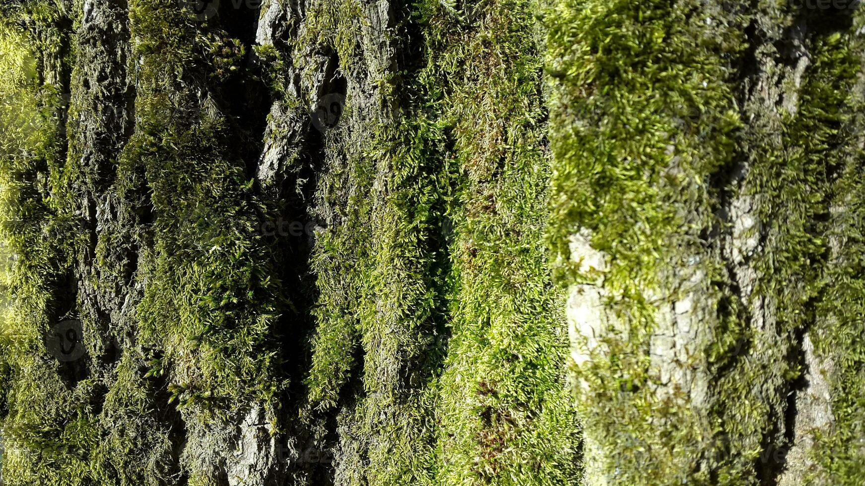 albero abbaiare con germogliato muschio. albero abbaiare con verde muschio foto