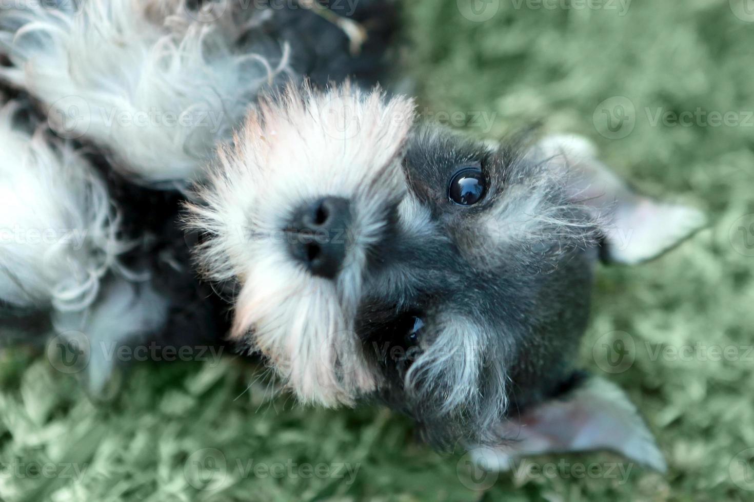 piccolo cucciolo di cane schnauzer in miniatura foto