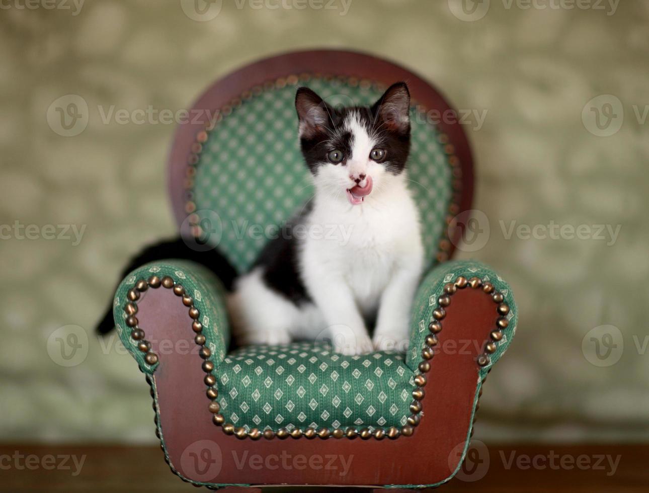 gattino seduto su una sedia foto