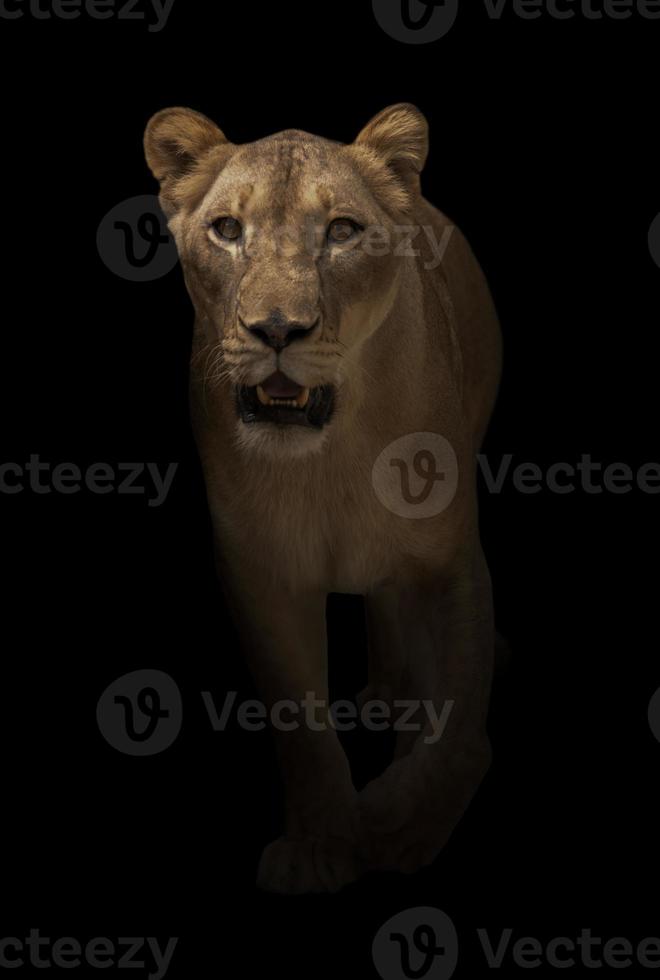 leone femmina che cammina in uno sfondo scuro foto