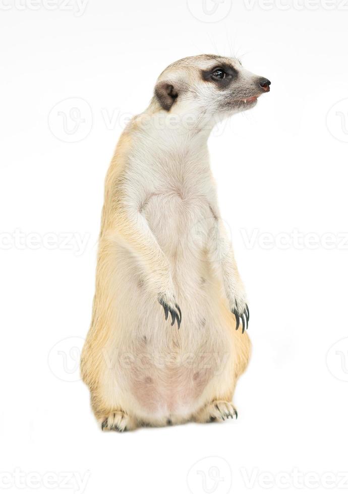 carino meerkat suricata suricatta isolato foto