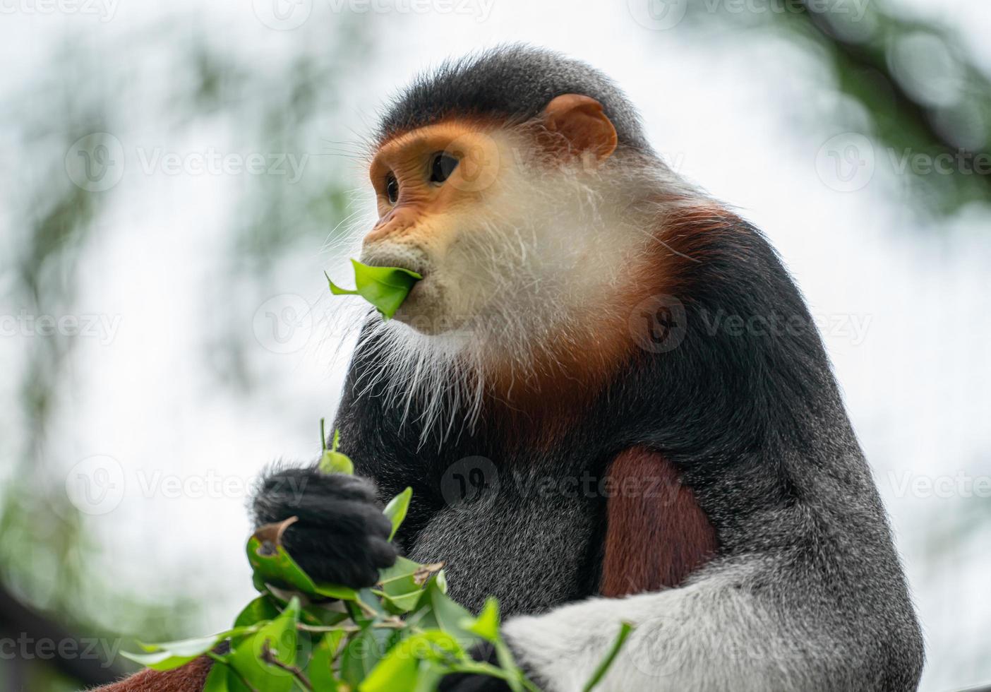 douc langur con stinco rosso foto