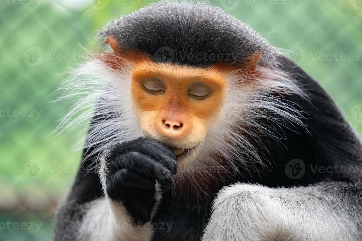 douc langur con stinco rosso foto