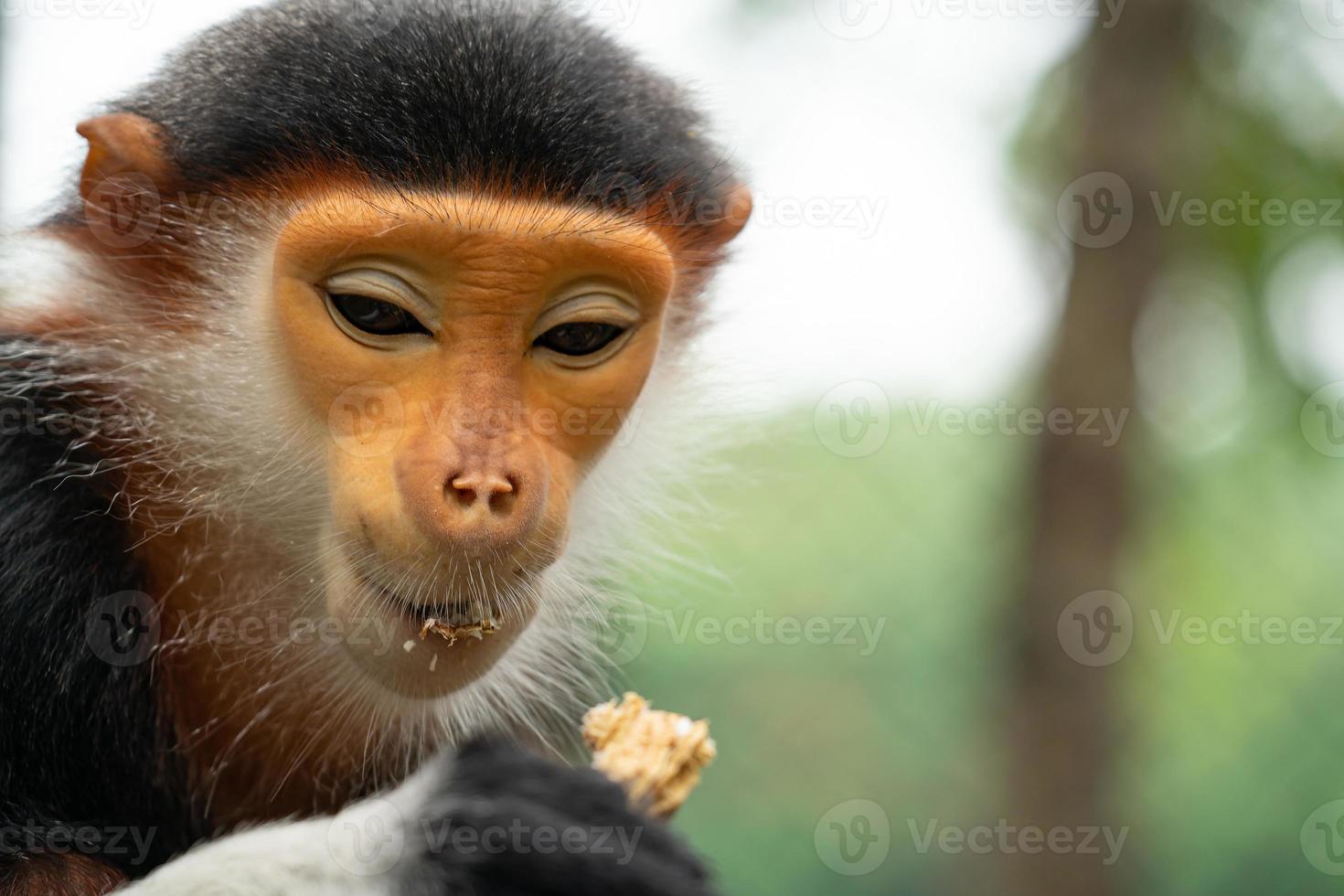 douc langur con stinco rosso foto