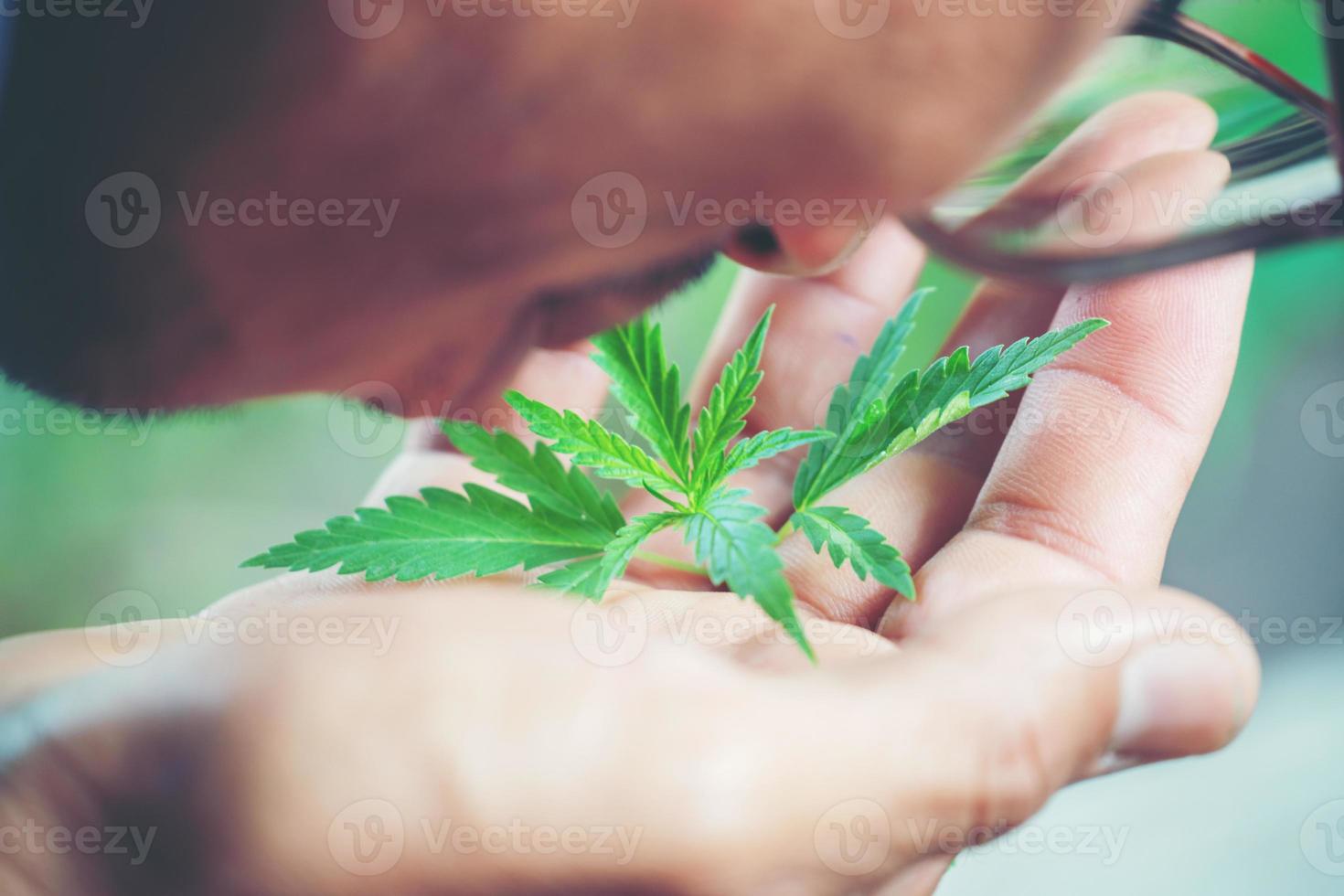 mano che tiene una foglia di marijuana foto