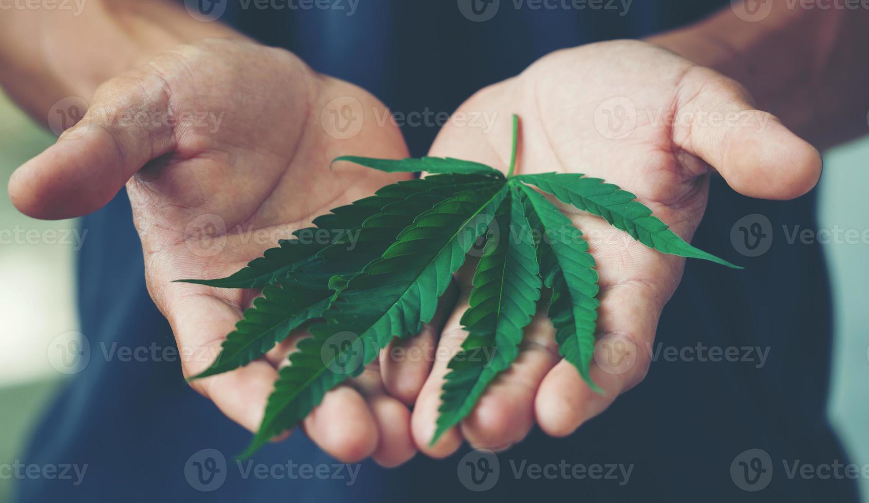 mano che tiene una foglia di marijuana foto