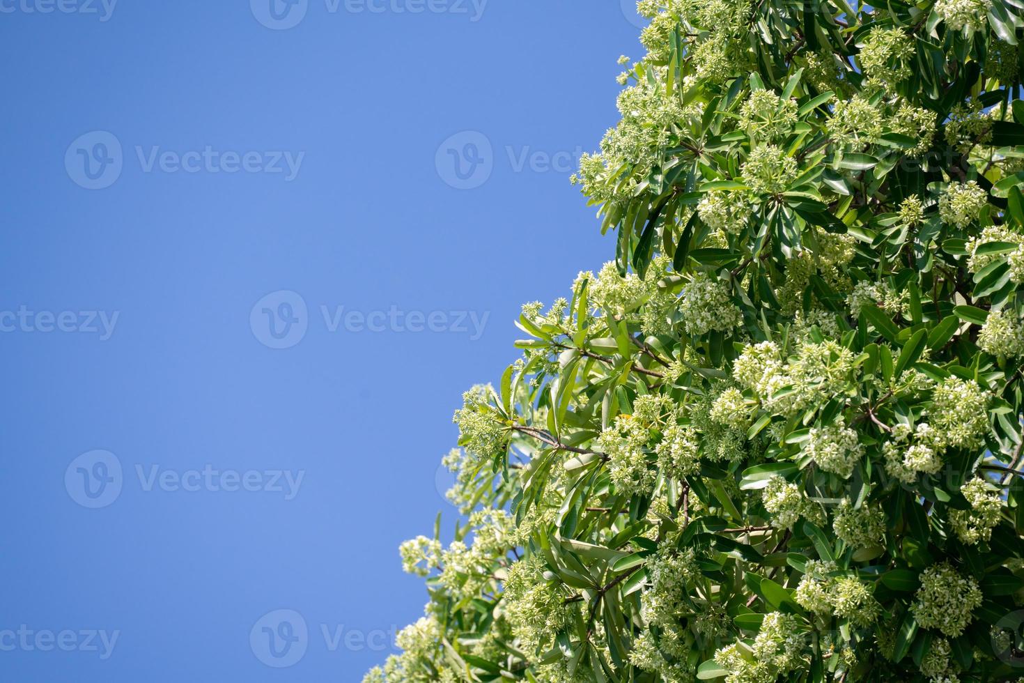 l'albero del diavolo alstonia scholaris con i fiori ha un odore pungente foto