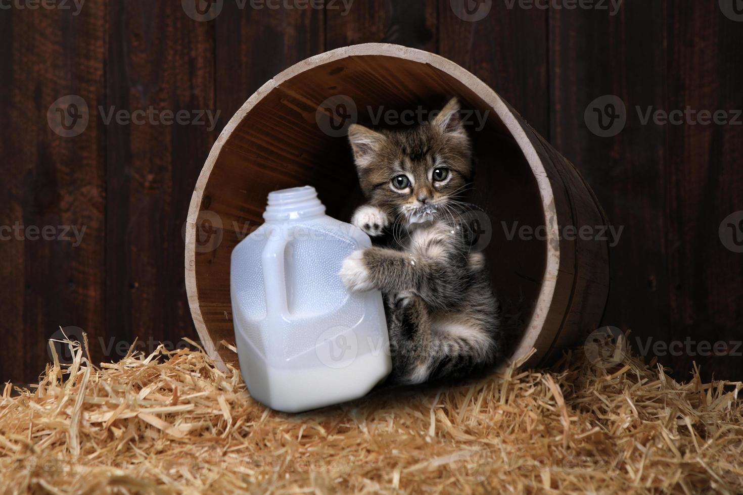 Maincoon gattino che beve litri di latte foto