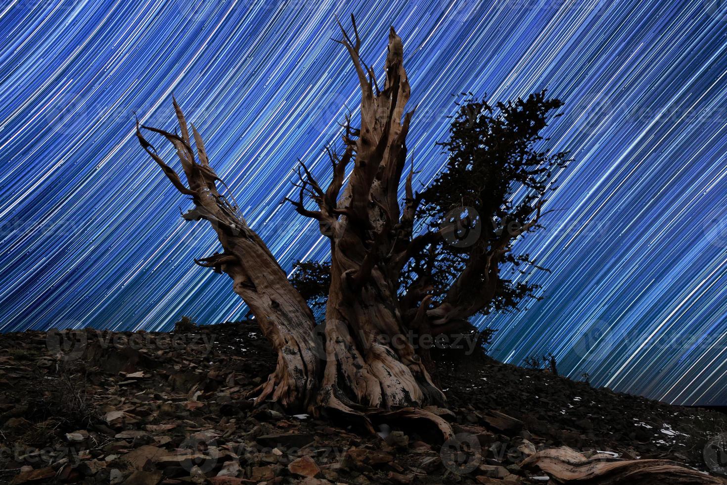 paesaggio di stelle dipinte di luce in pini bristlecone foto