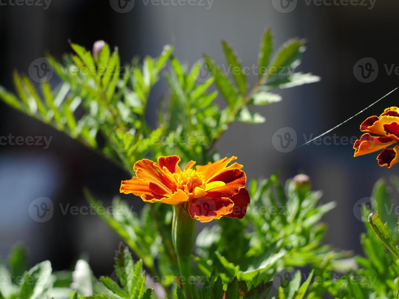 bellissimi fiori d'arancio calendule o tagetes patula close-up foto