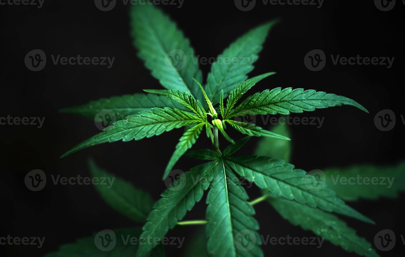 foglie di marijuana fresche foto